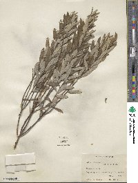 Salix tristis image