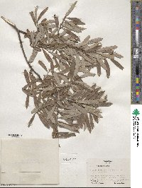 Salix tristis image