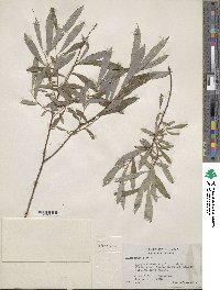 Salix tristis image