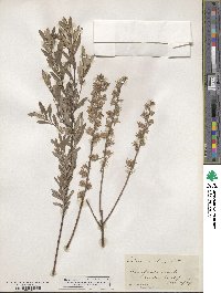 Salix tristis image