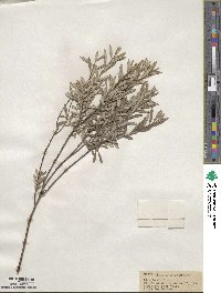 Salix tristis image