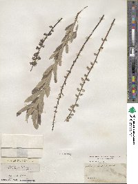 Salix tristis image