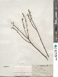 Salix tristis image