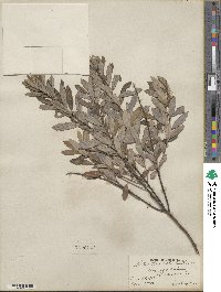 Salix tristis image