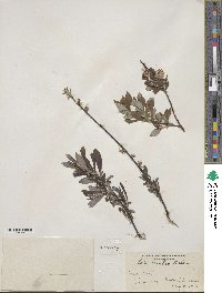 Salix tristis image