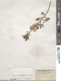 Salix tristis image