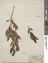 Salix tristis image