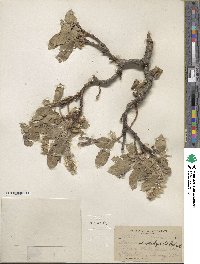 Salix tweedyi image