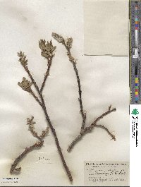 Salix tweedyi image