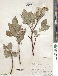 Salix tweedyi image