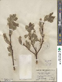 Salix tweedyi image