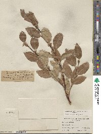 Salix tweedyi image