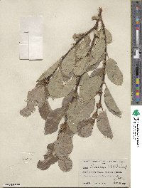 Salix tweedyi image