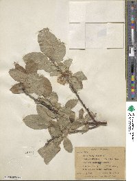 Salix tweedyi image