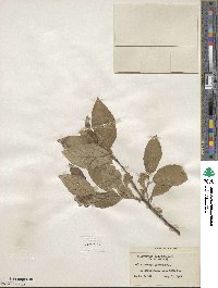 Salix tweedyi image