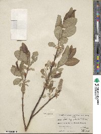 Salix tweedyi image