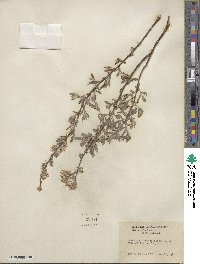 Salix tristis image