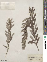 Salix tristis image