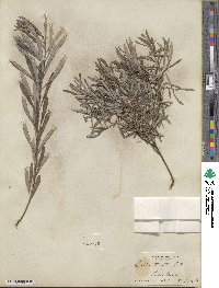 Salix tristis image