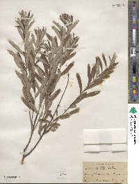 Salix tristis image