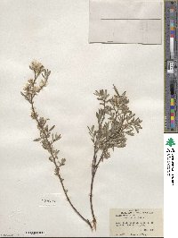 Salix tristis image