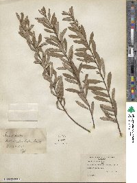 Salix tristis image