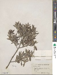 Salix tristis image