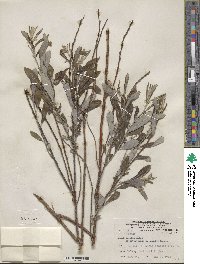 Salix tristis image