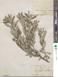 Salix tristis image