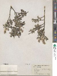 Salix tristis image