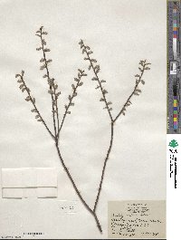 Salix tristis image