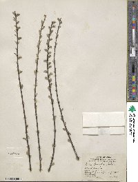 Salix tristis image