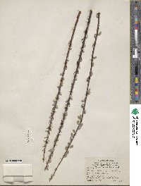 Salix tristis image