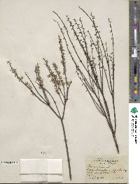 Salix tristis image