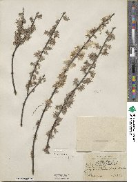 Salix tristis image