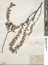 Salix tristis image