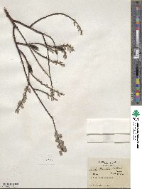 Salix tristis image