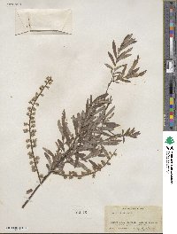 Salix tristis image