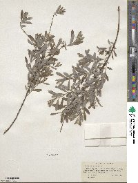 Salix tristis image