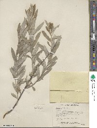 Salix tristis image