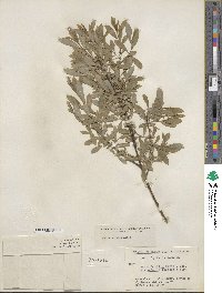 Salix tristis image