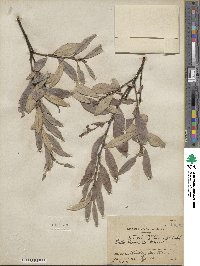 Salix tristis image