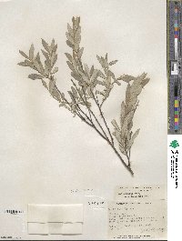 Salix tristis image