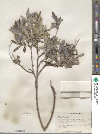 Salix tristis image