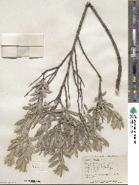 Salix tristis image