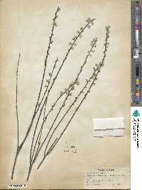 Salix tristis image