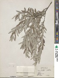 Salix tristis image