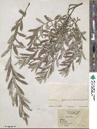 Salix tristis image