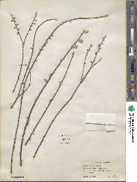Salix tristis image