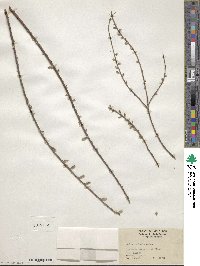 Salix tristis image